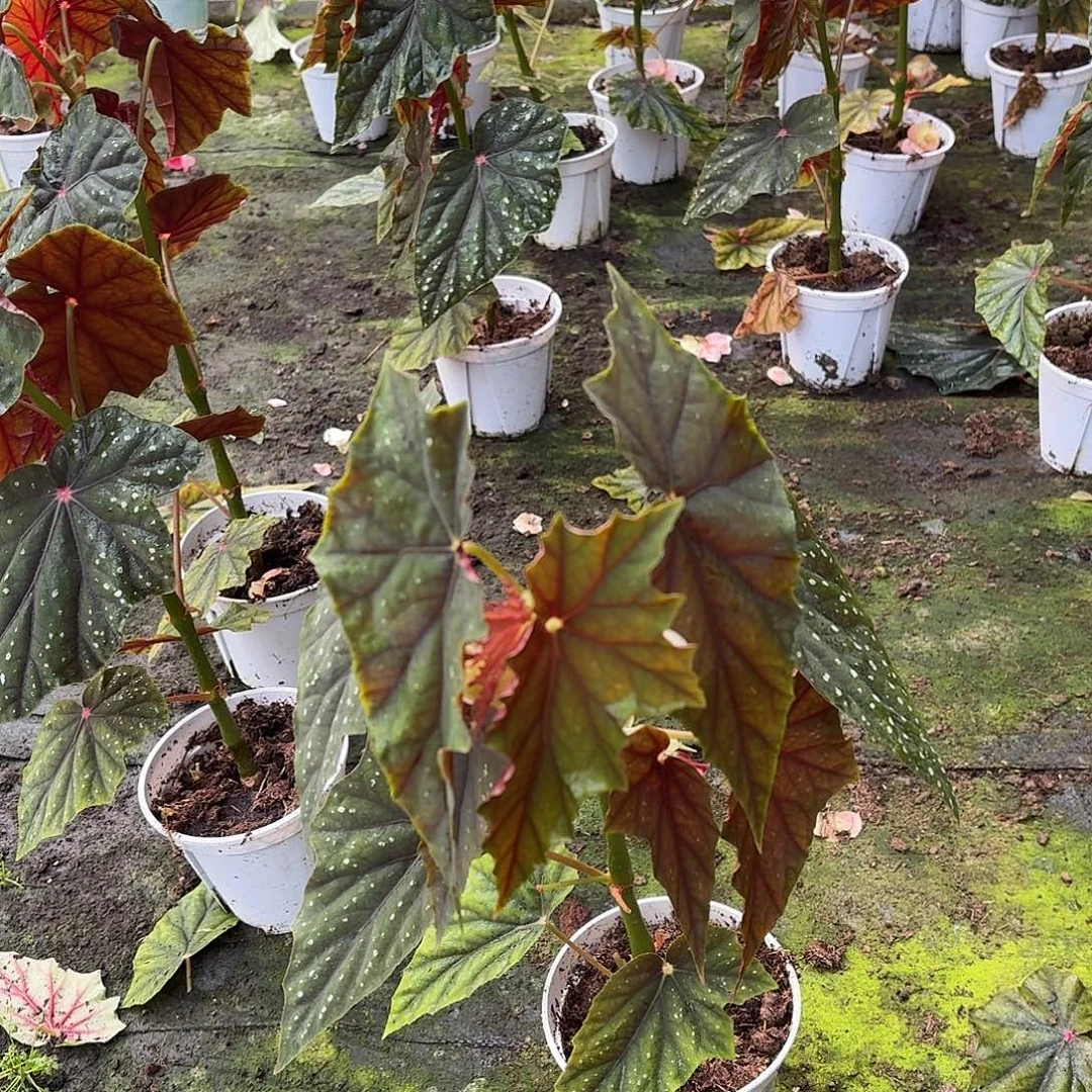 完全开放双肩杂秋海棠