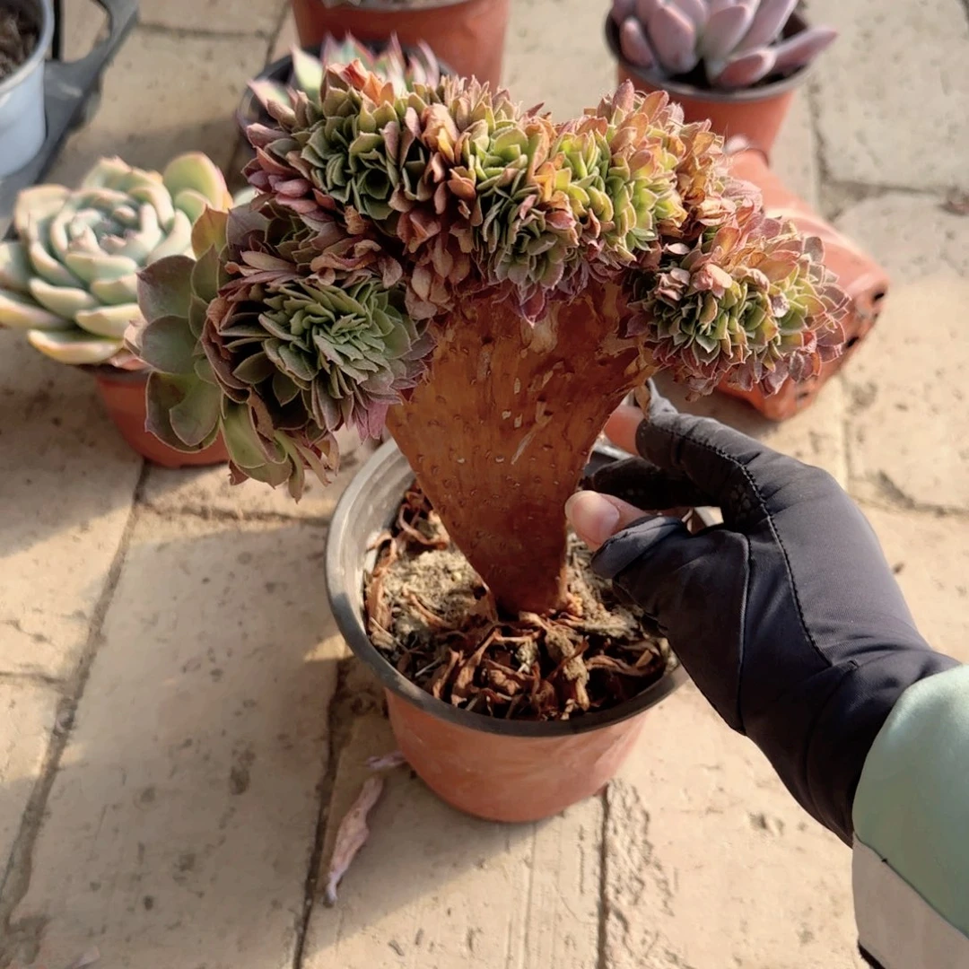 无花朵万圣节小板缀