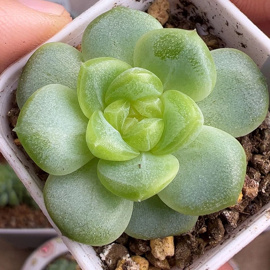 遥遥领先 冰玻璃渣