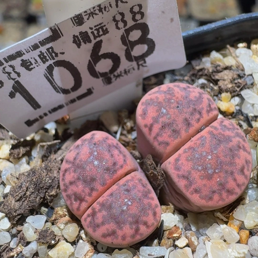 Sssss精品生石花1068
