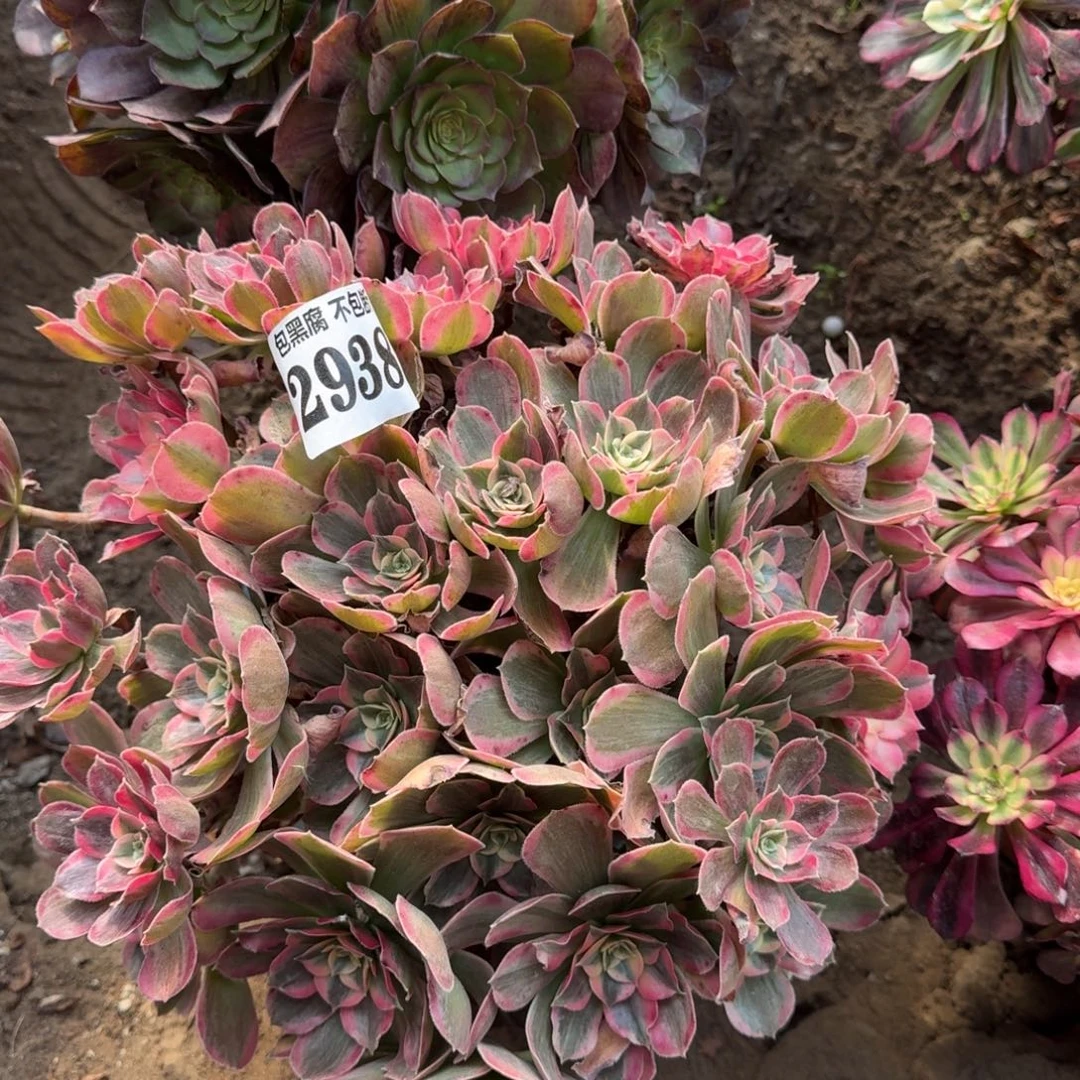 法师少女2938 17-31