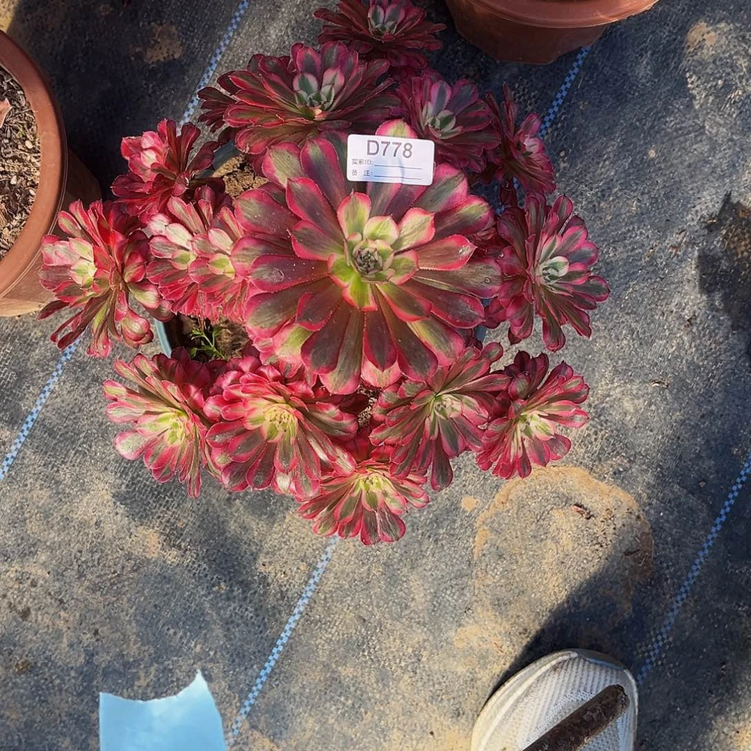 多肉植物778红铜白