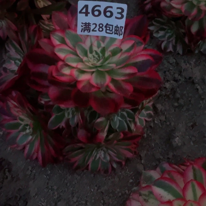 花***花4663二号棚紅倾城多肉M