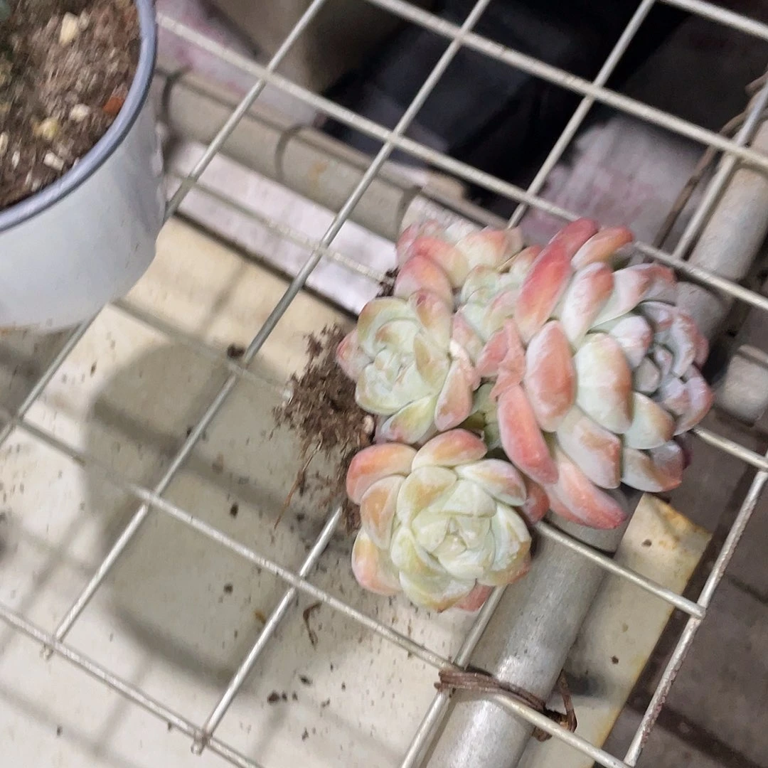 这么样啊怎么办我就冰玉