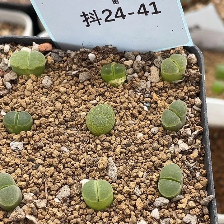 24-41极窗风铃多肉植物