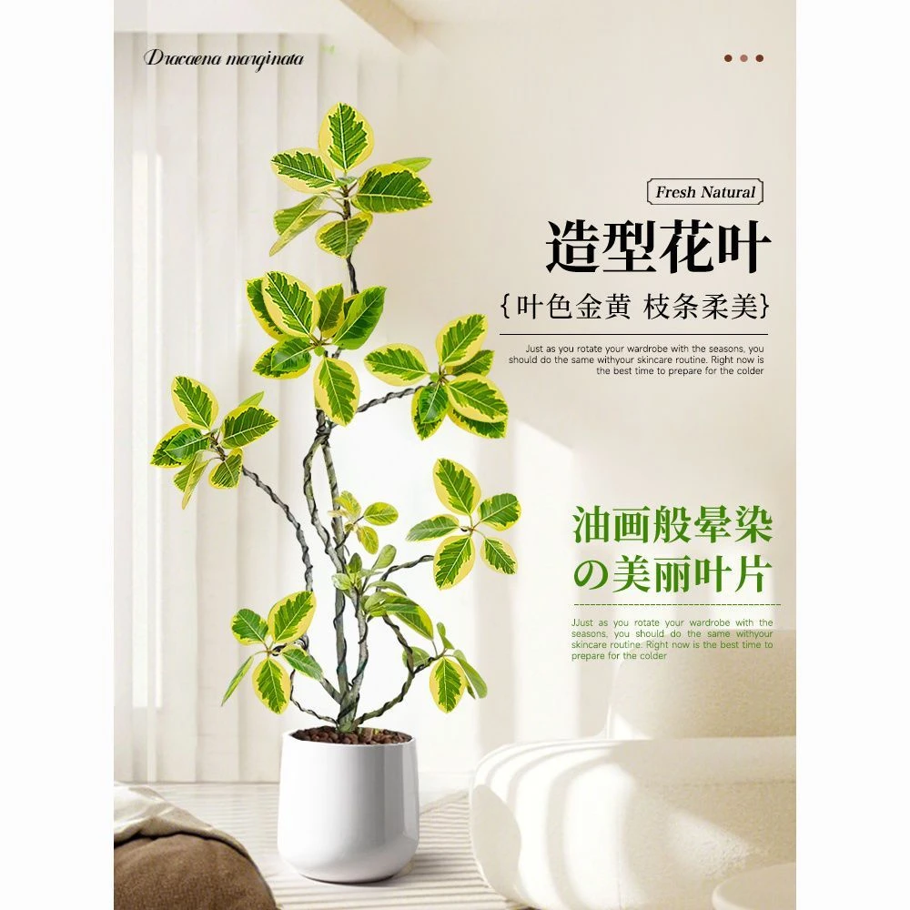 【一物一拍】黄金榕绿植盆栽室内外客厅阳台落地大型绿植花叶富贵榕