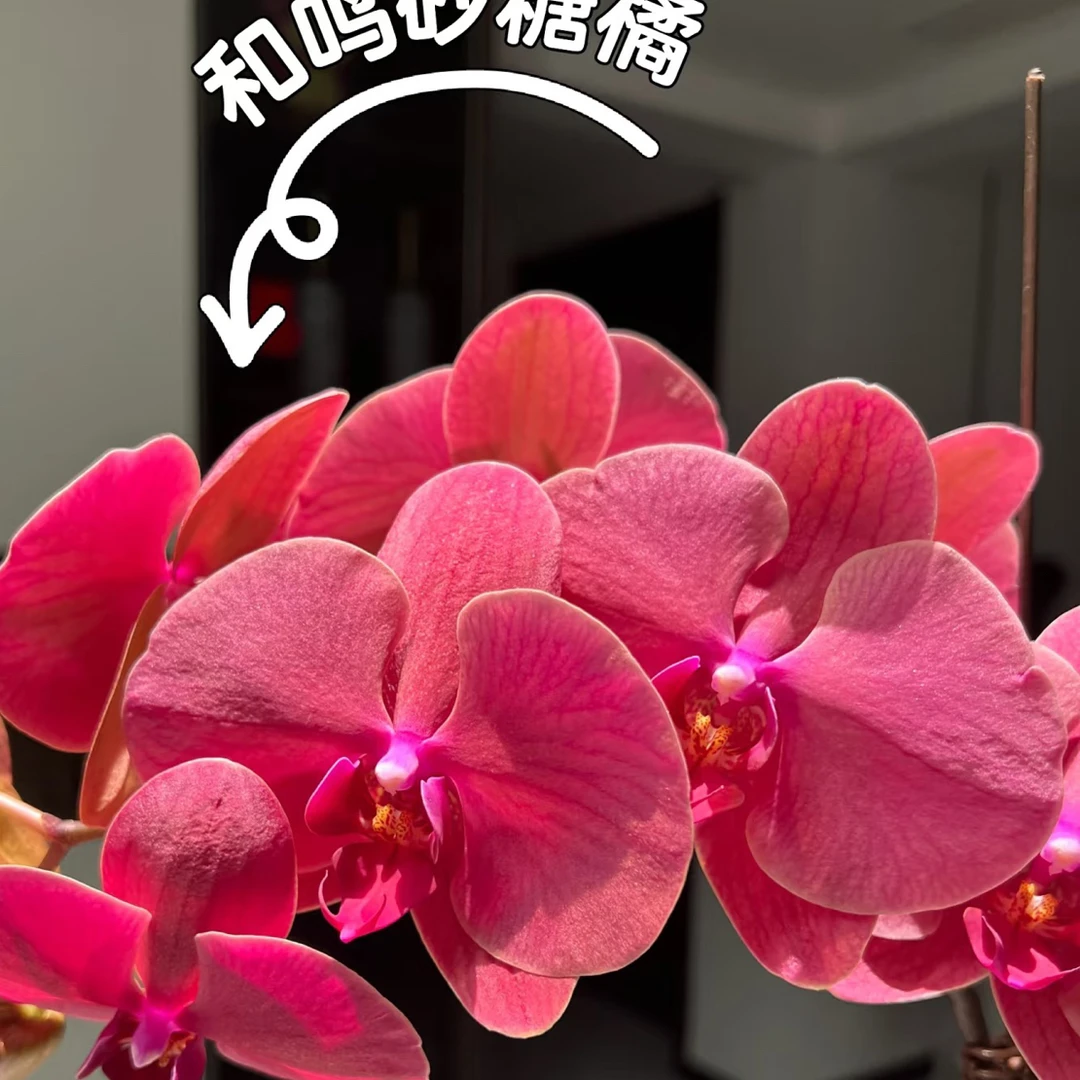 砂糖橘蝴蝶兰3.0成熟苗不带花带花剑