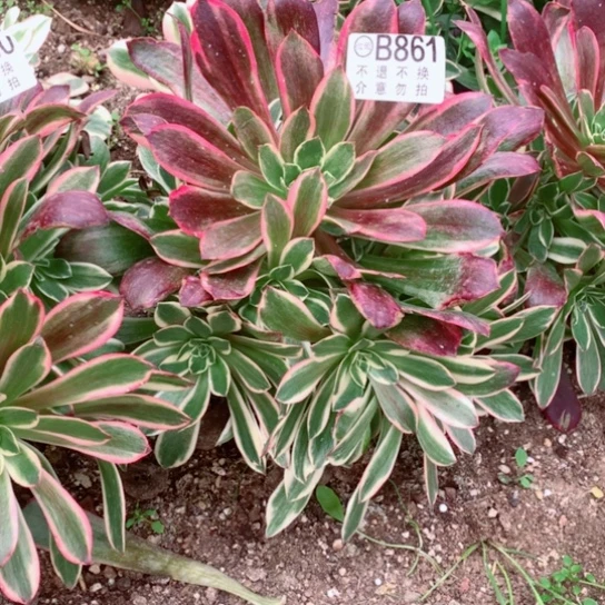 多肉植物凤冠861