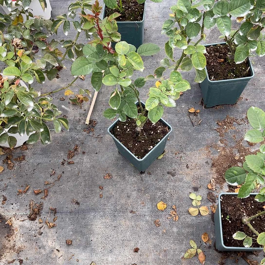 小***_无花朵———第二课 山岚