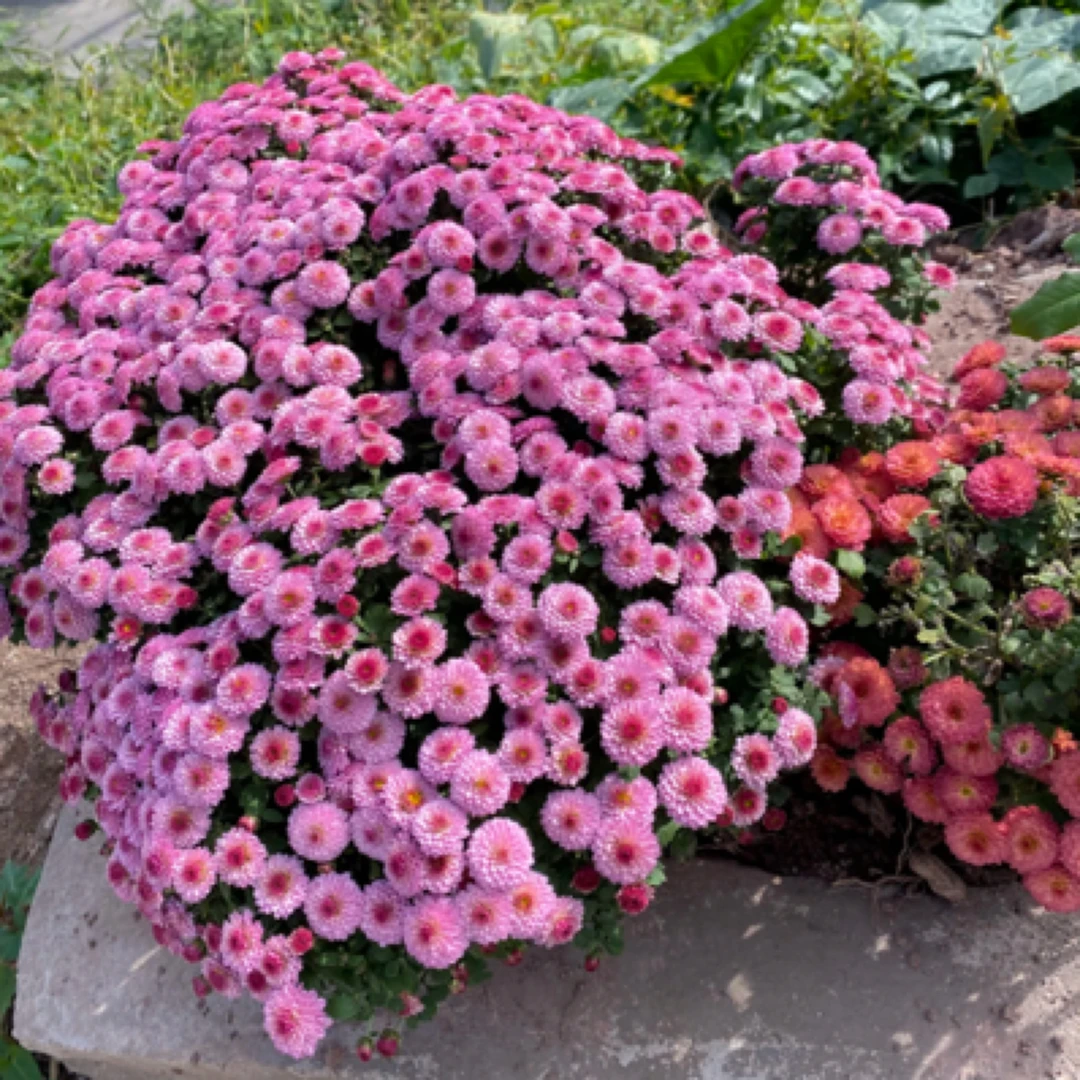 球菊(泡泡粉)庭院地栽阳台适合新手养护