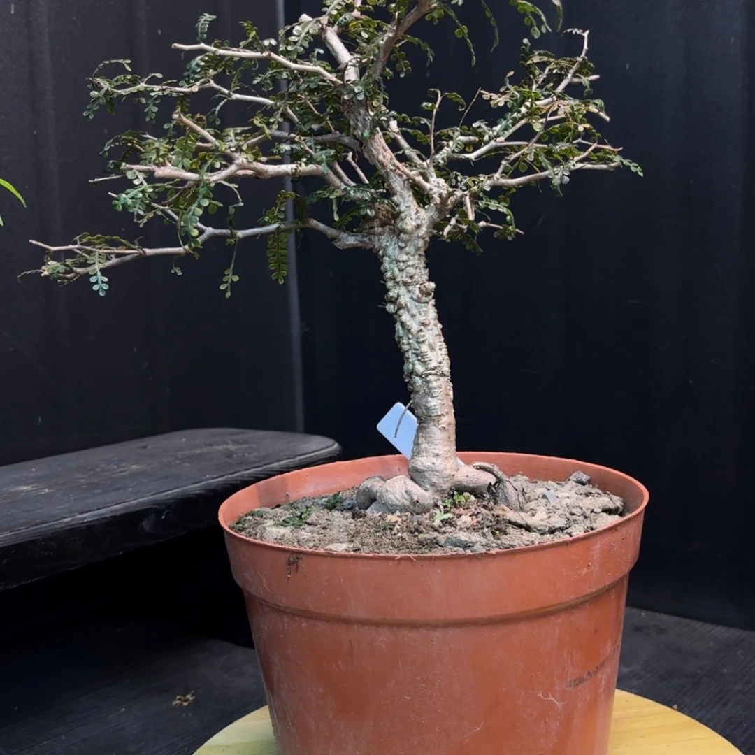 象足漆树11111111