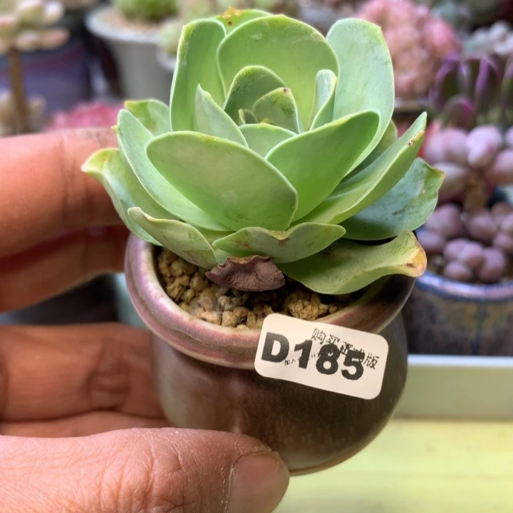 D185一物一拍带盆