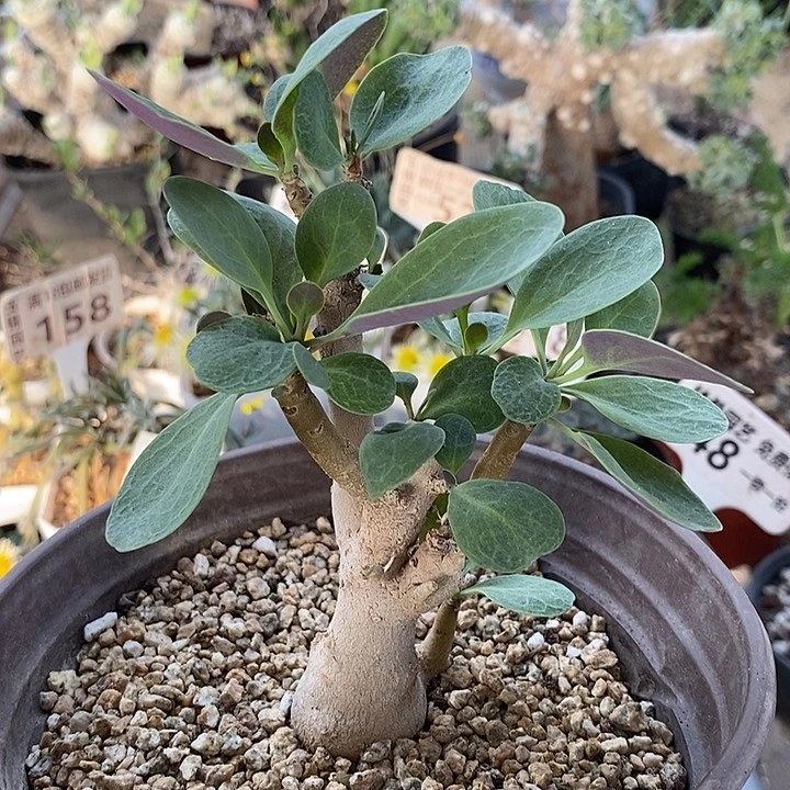 美尻厚敦菊带盆一一一一一一一