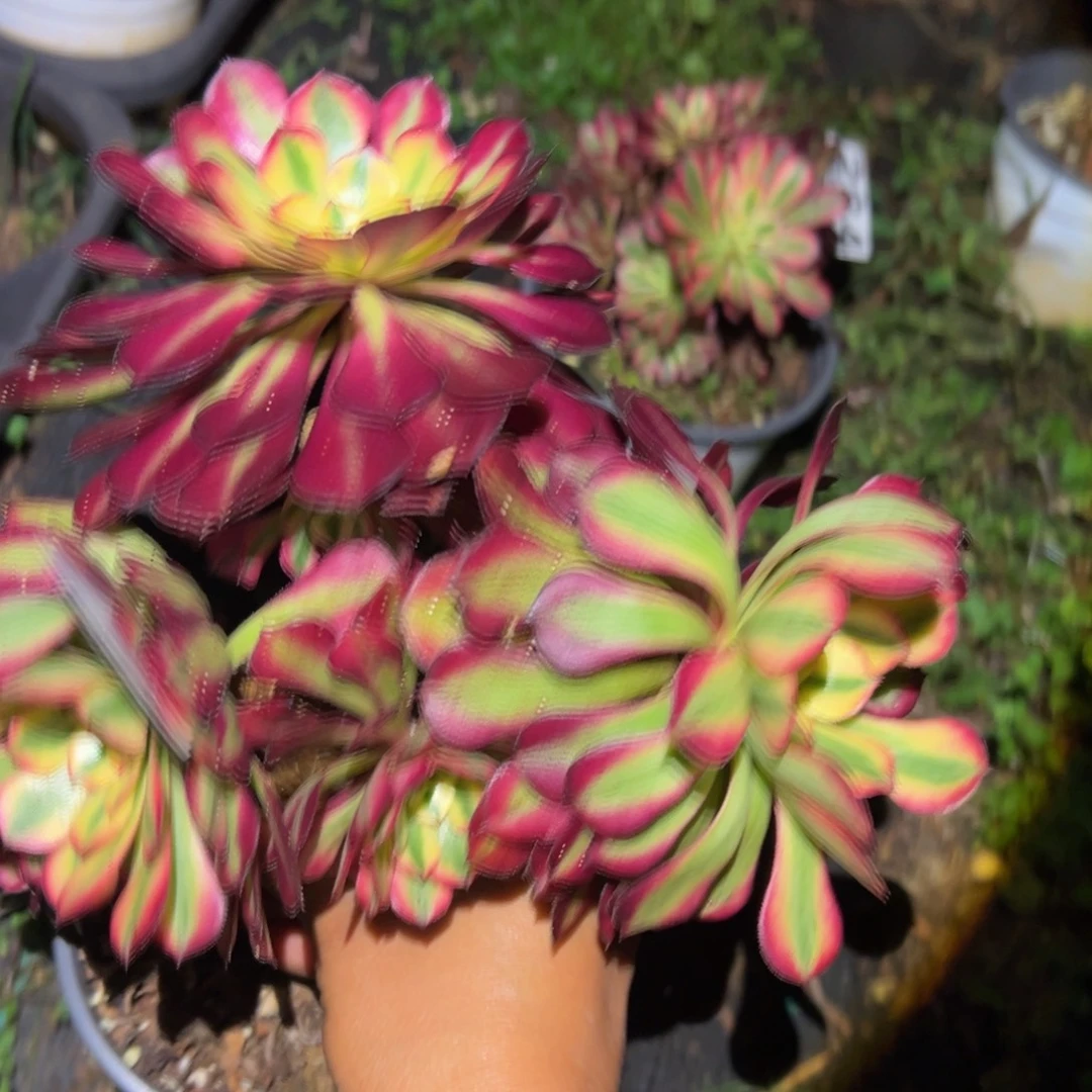 多肉植物287无售后