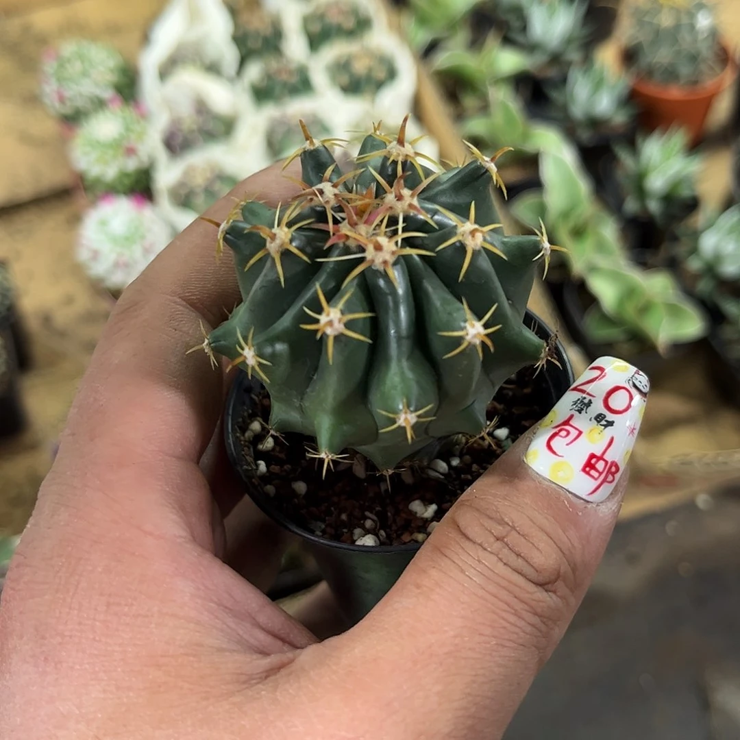 短豪刺巨鸠玉单头发货有根