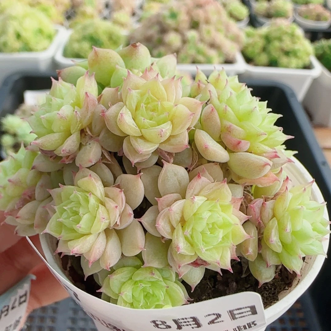 花语逸镜0802-37散