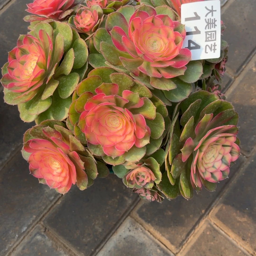 柳***絮荔枝丛林老桩114肉肉肉