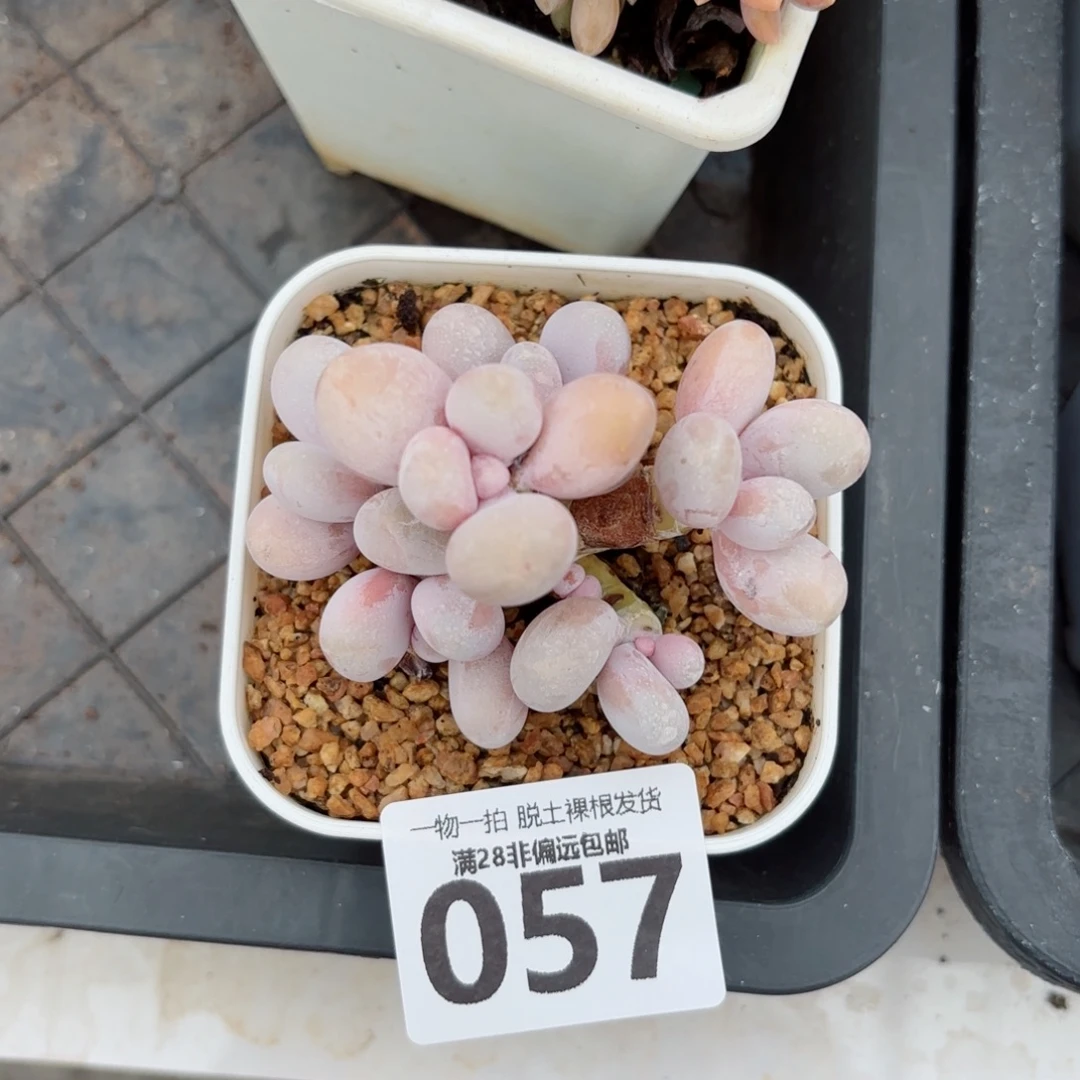 芭比奶老桩无盆土发货