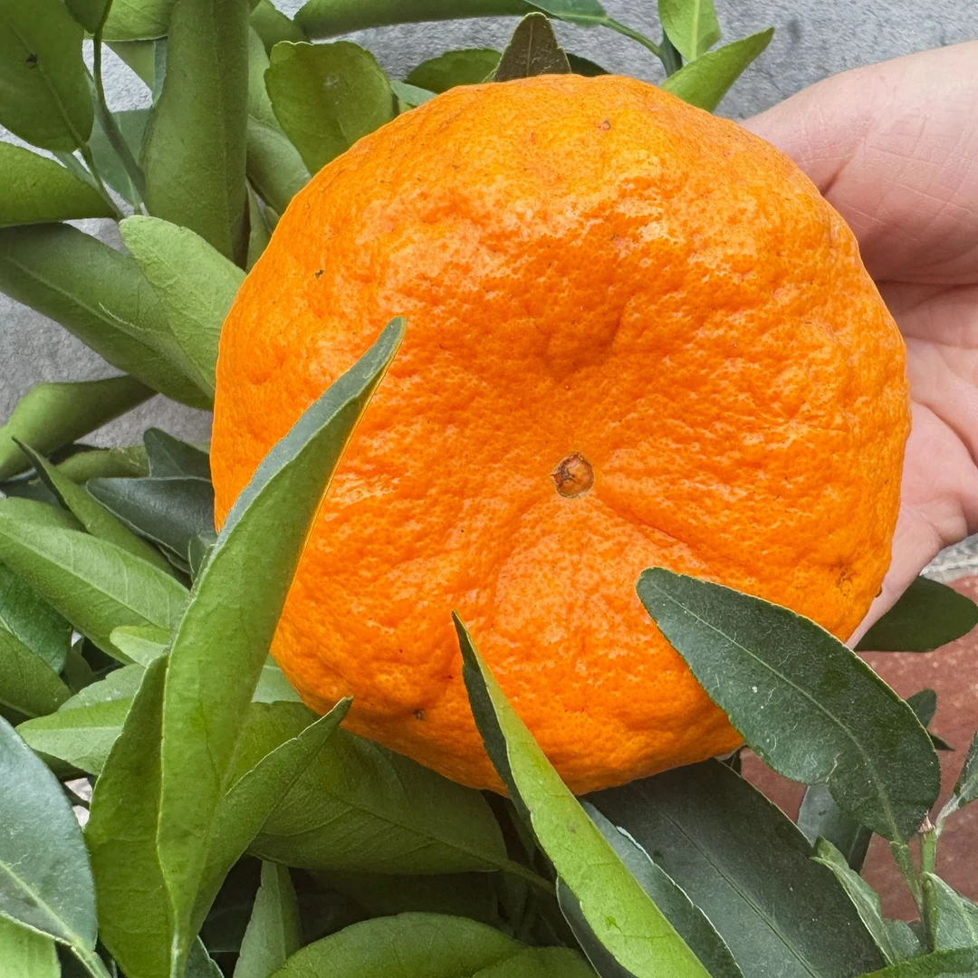 嫁接 晚熟带土球带果 芦柑树苗