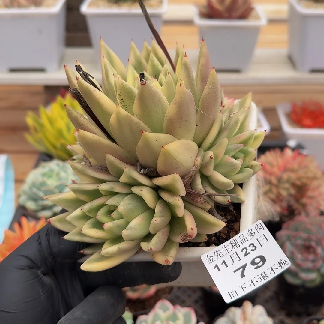 1123-79扶桑玛丽亚锦