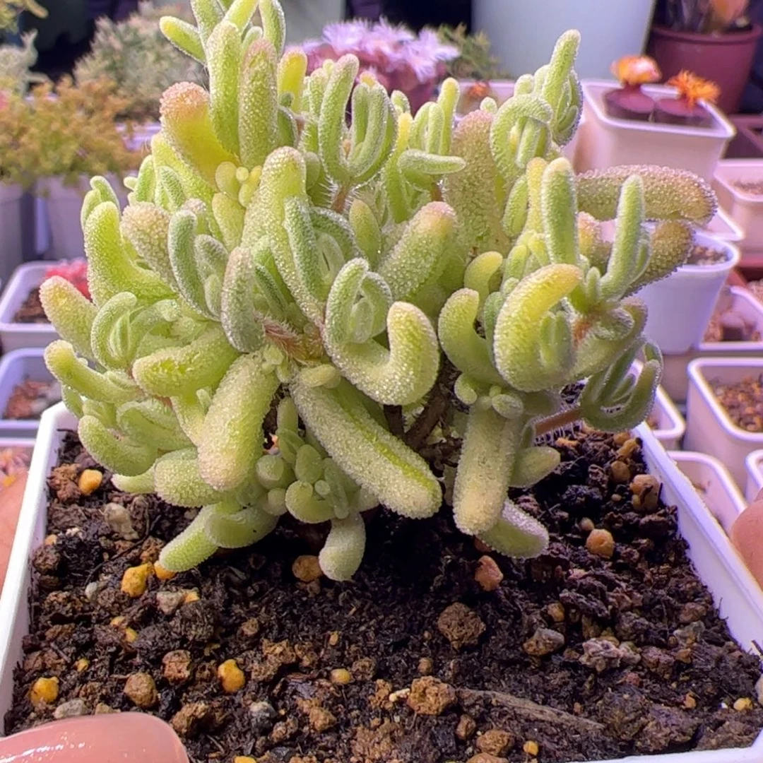 多肉植物枝干橙叶白锦