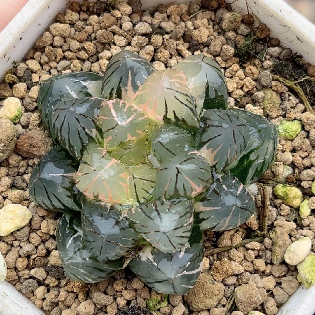 32霓虹灯玉露锦福利专场