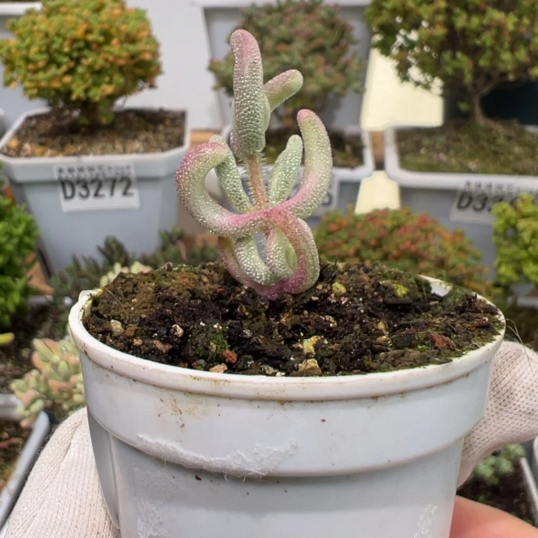 d3407紫闪光福利枝干