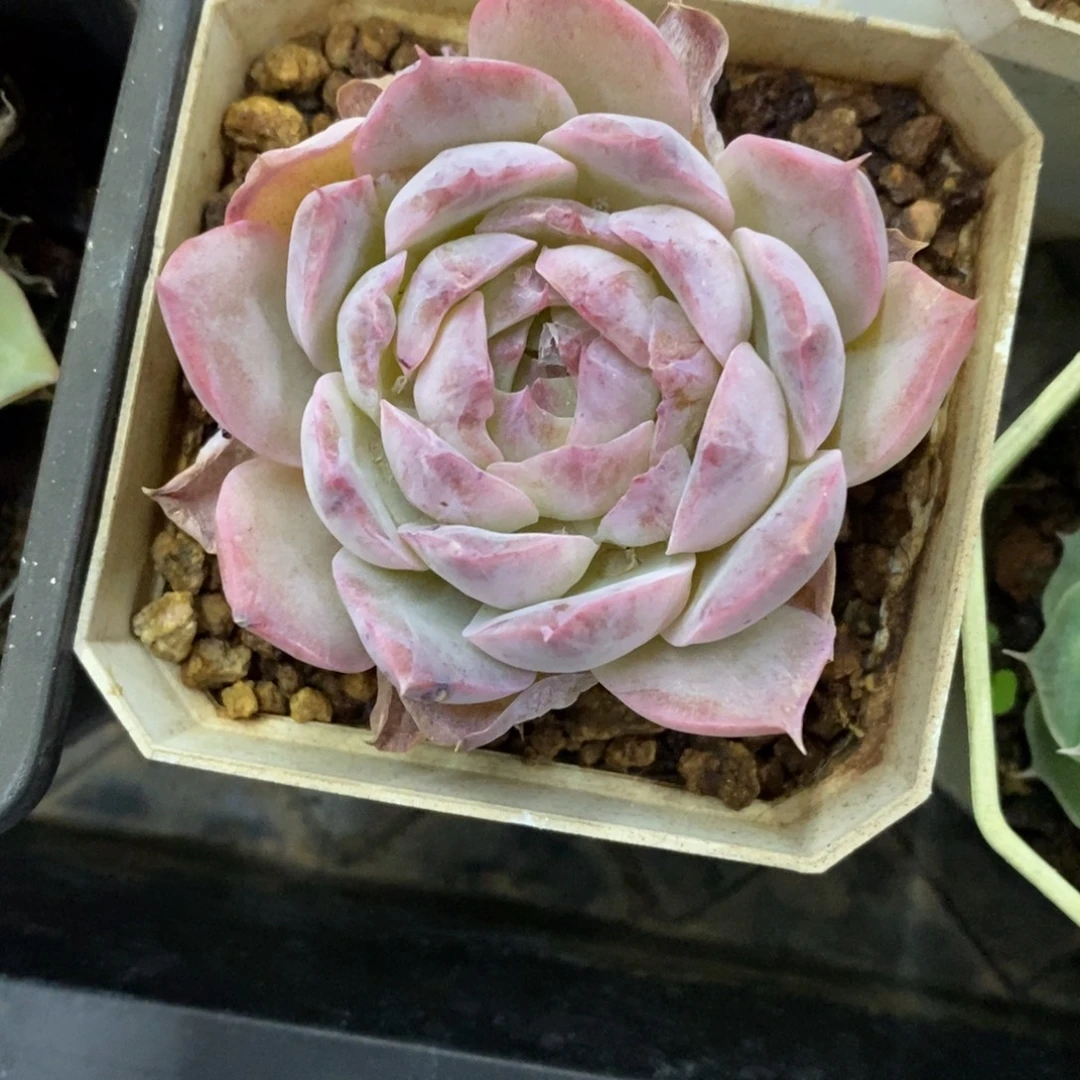 精品多肉一物一拍不包整183