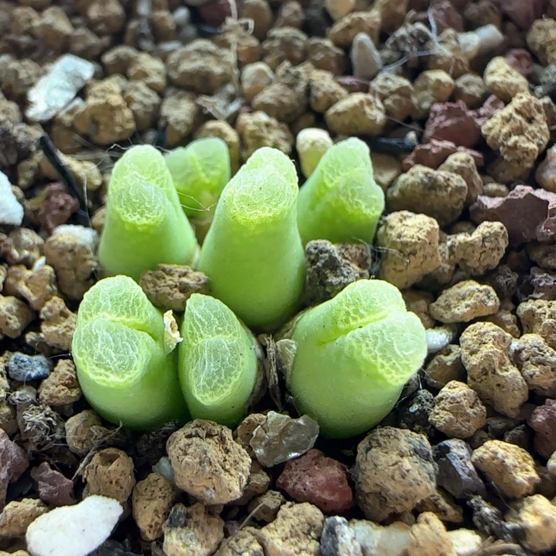 5664 大白多肉植物园