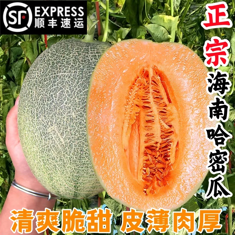 【忆果棠】正宗海南哈密瓜清爽脆甜水果晓蜜25号网纹瓜净重