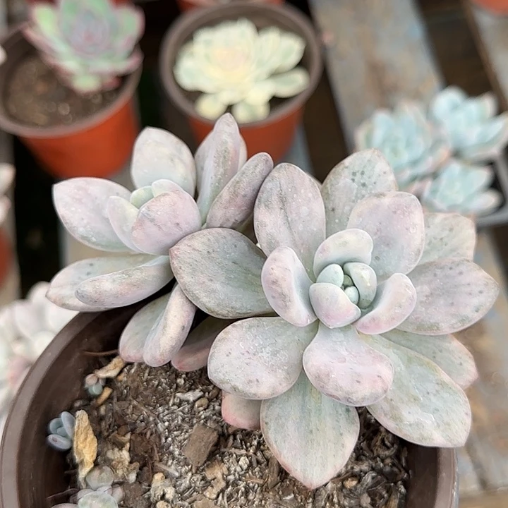 奥普锦多肉植物提取