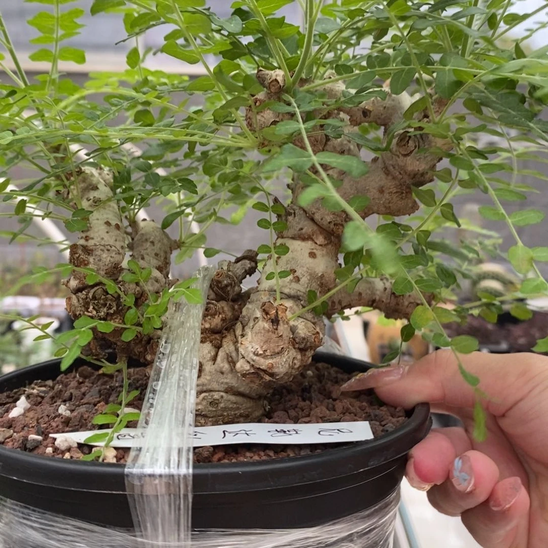 尼勒达乳香产地熟桩