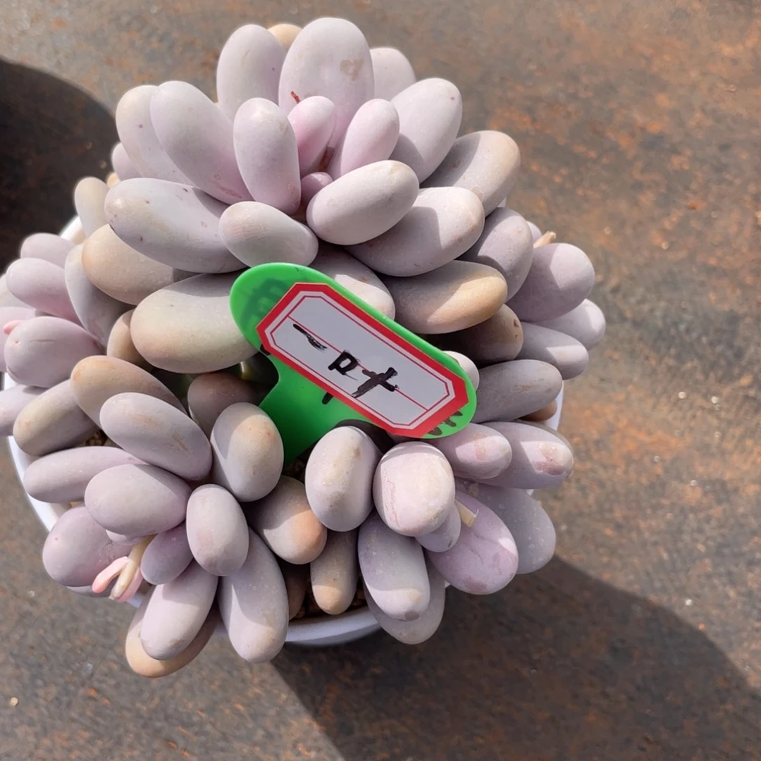 一****q姐姐说她真的不是