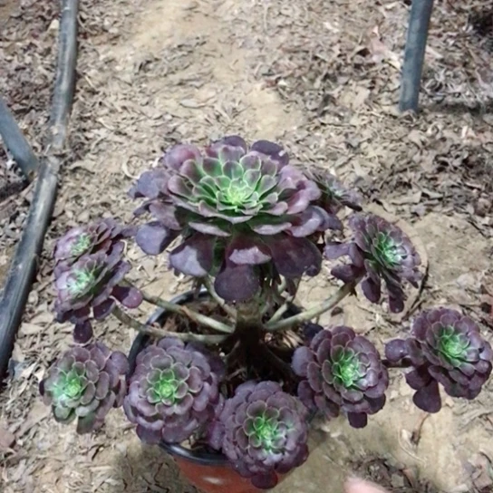 萝莉法师多肉植物33