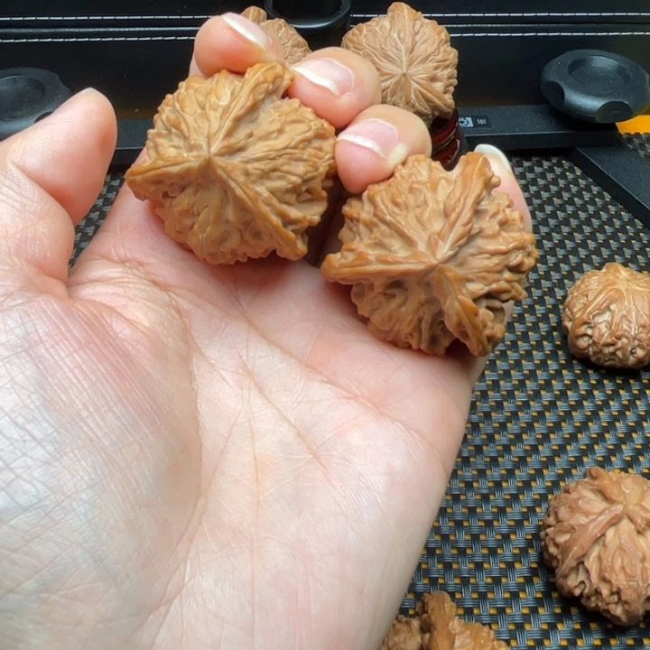 核桃盘山公子帽正奔。