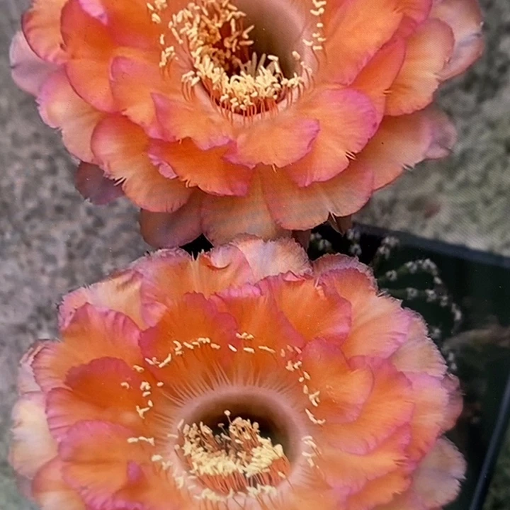 彩草心舞带根4.5公分左右