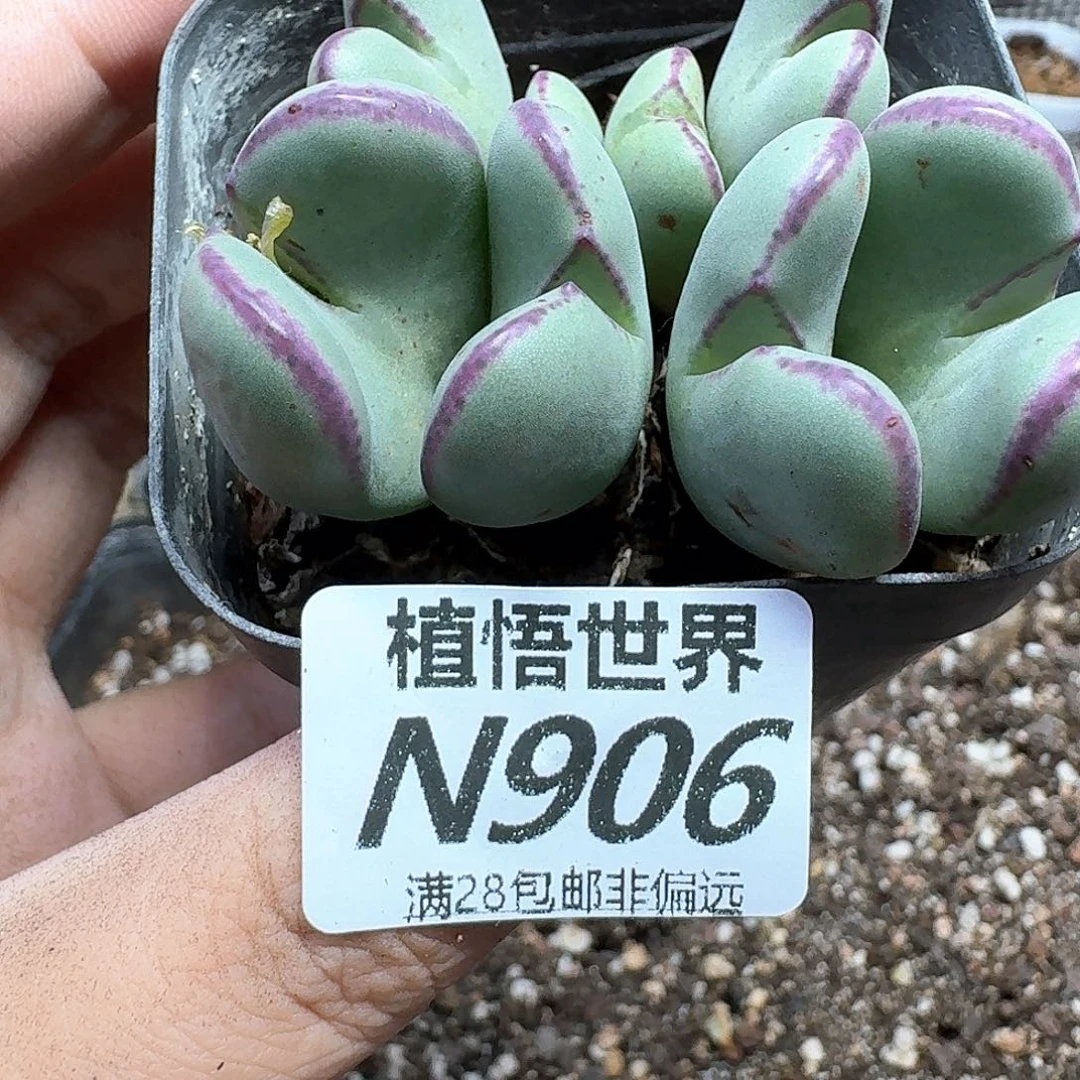 多肉植物的润泽吃