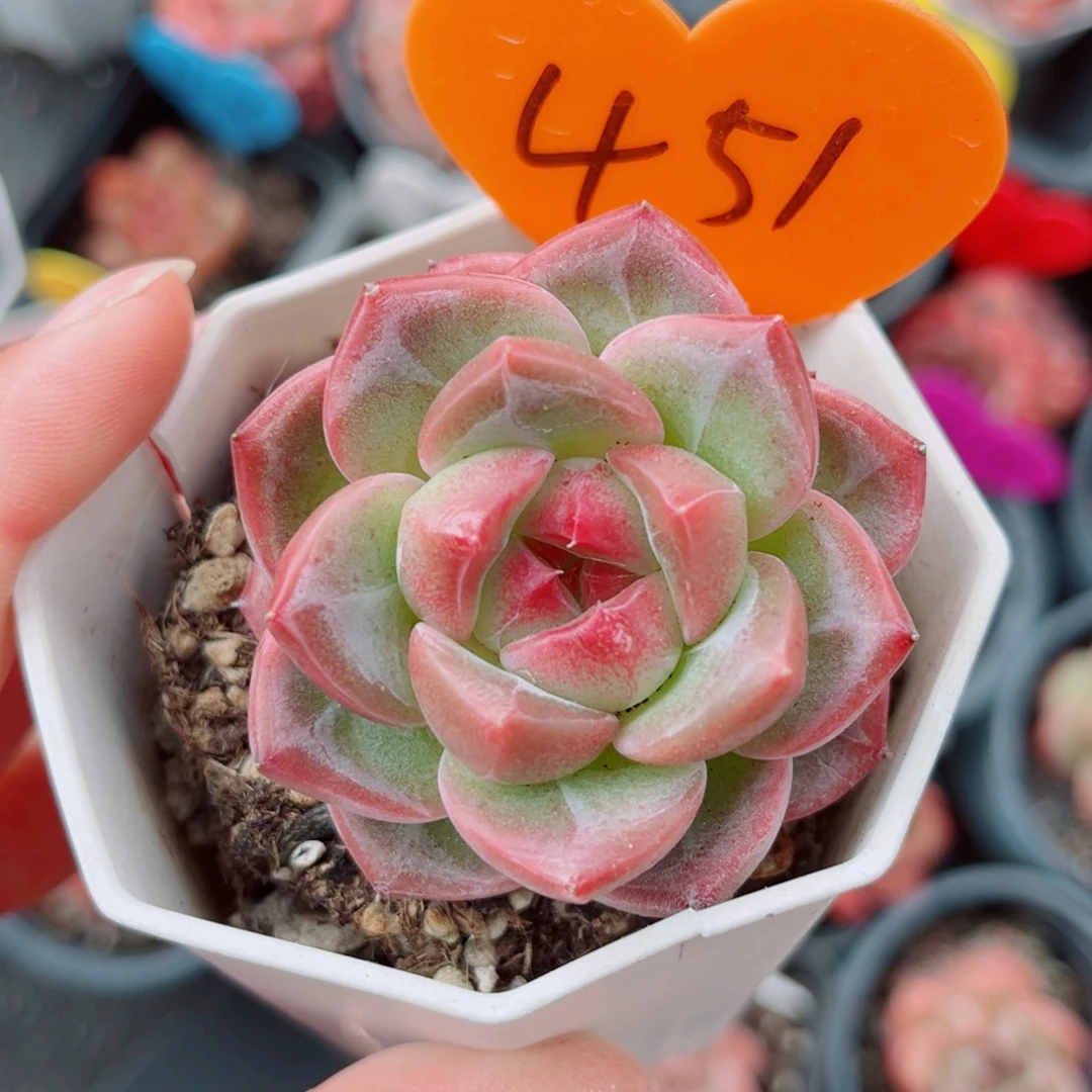 451号小老桩珍妮双头