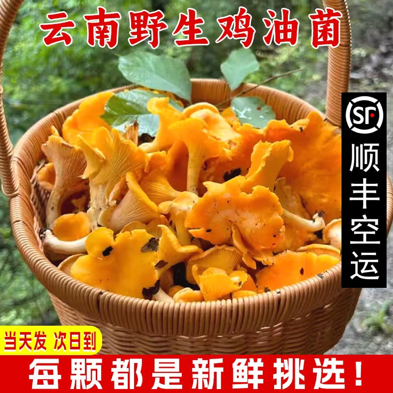 【鸡油菌】云南现货鸡油菌新鲜野生1000g爆炒口感嫩农产品
