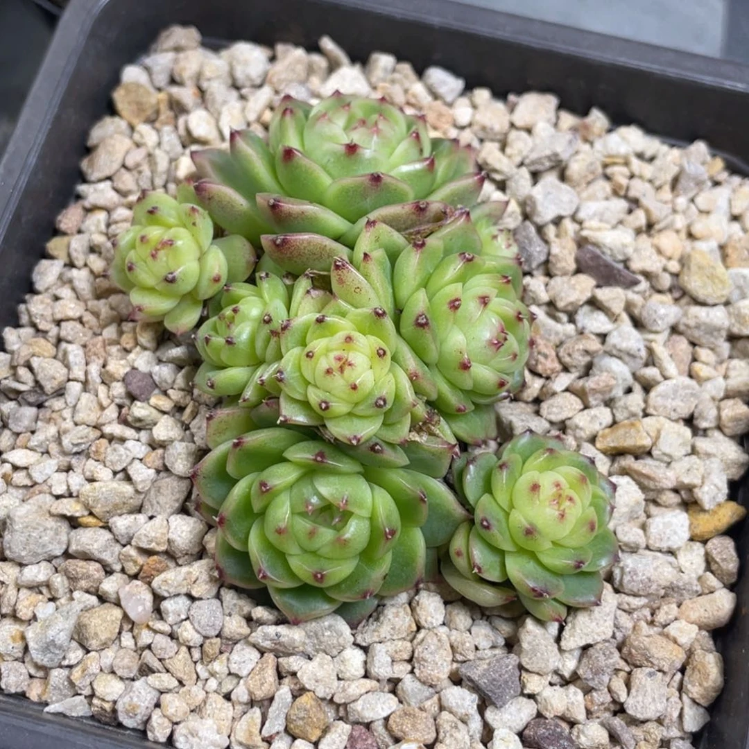 麦秆包子小脸群生