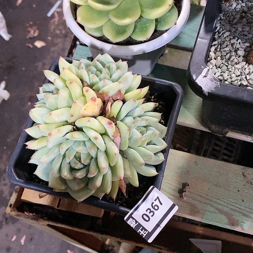 【闪购商品】白拉糖0367