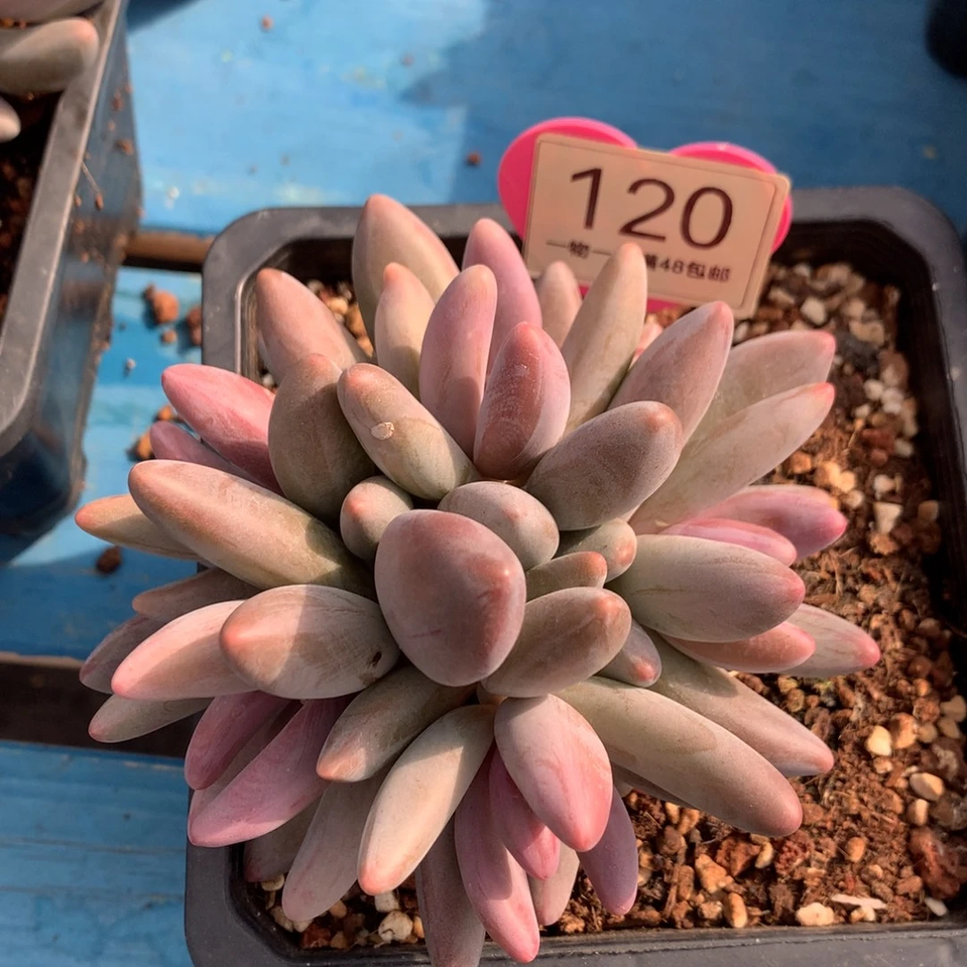 红手指无砍一物一拍120