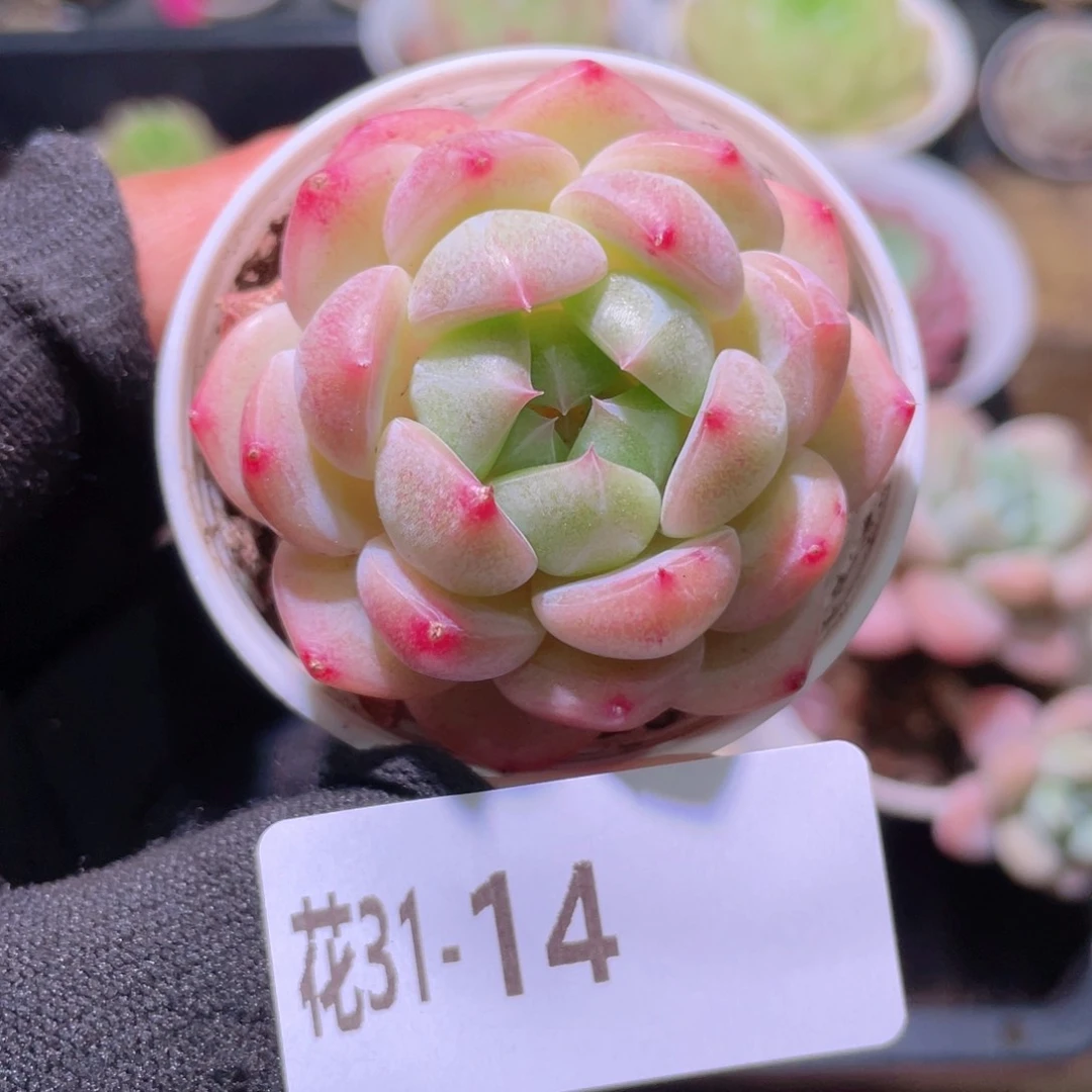 花利美31-14新品