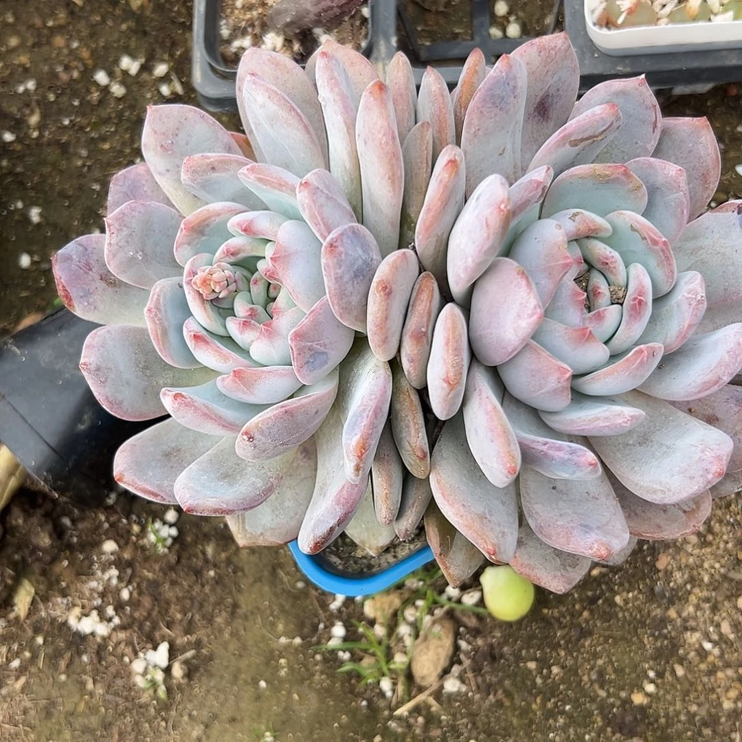 多肉植物多肉植物橙梦露双头