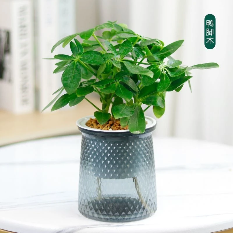 七叶莲鸭脚木盆栽植物办公室办公桌水培植物