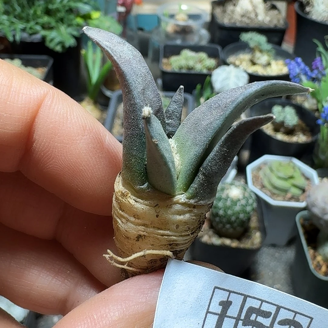 153岩牡丹实生脱土发货