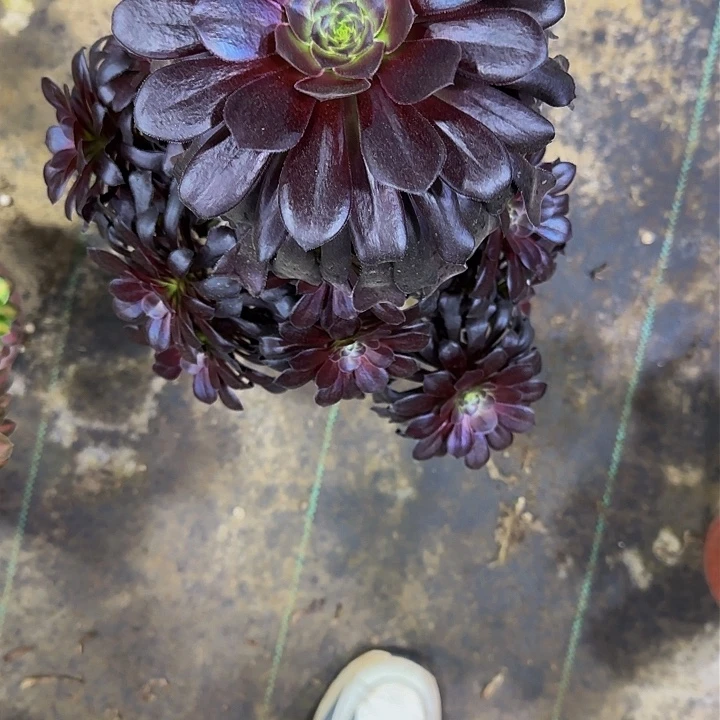 格*052黑法多肉法师