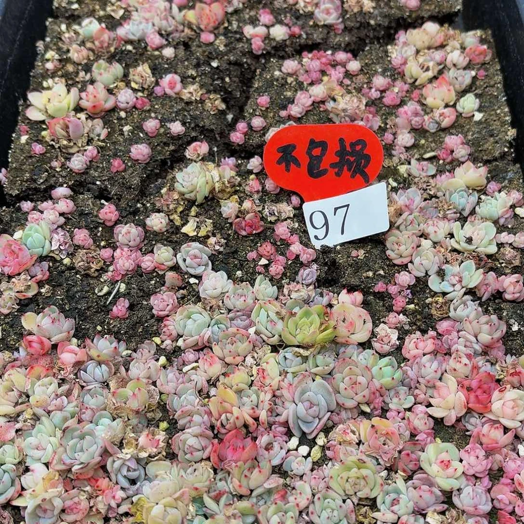 多肉植物多肉植物97