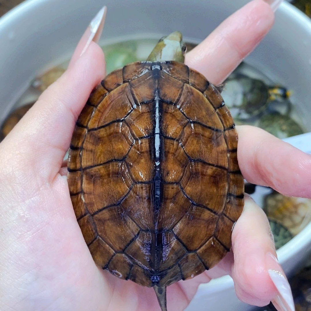 不分公母宠物龟6.8南石