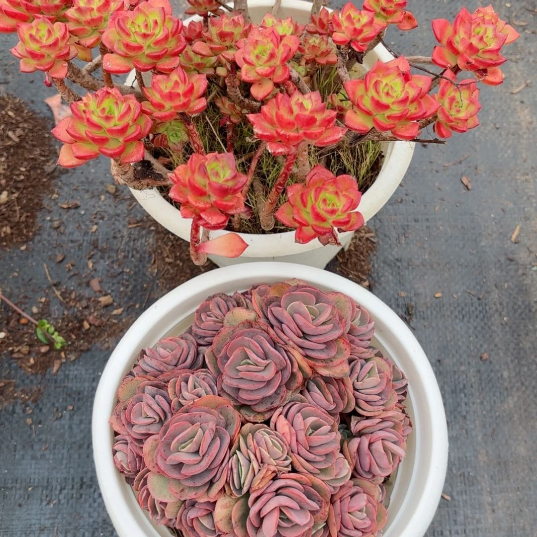 李*蒂亚秀研74。